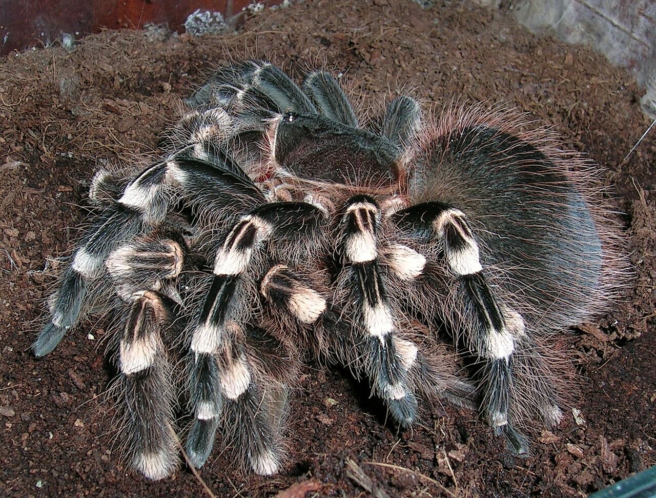 Is Giant White Knee a Good Beginner Tarantula? — Acanthoscurria geniculata