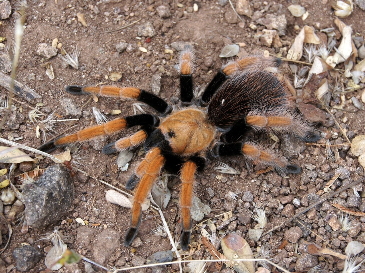 Is Mexican Blood Leg a Good Beginner Tarantula? — Aphonopelma bicoloratum