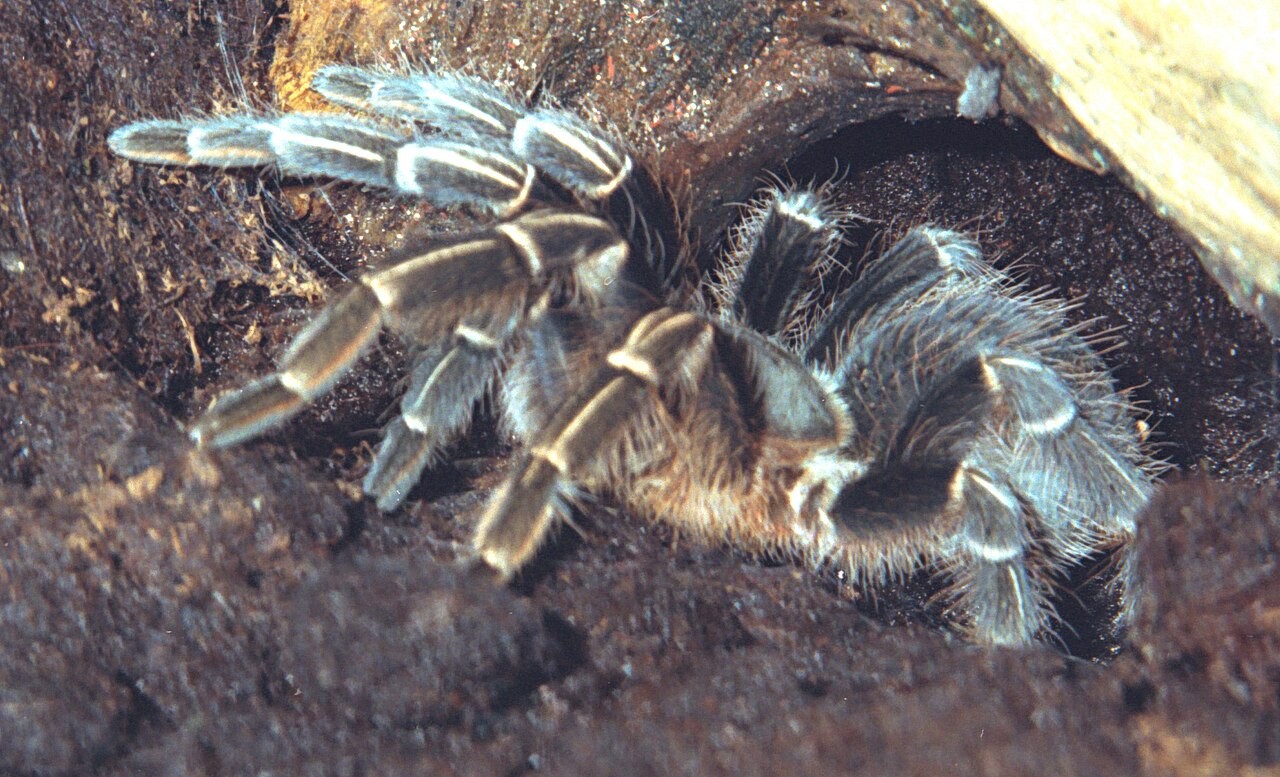Is Costa Rican Zebra a Good Beginner Tarantula? — Aphonopelma seemanni