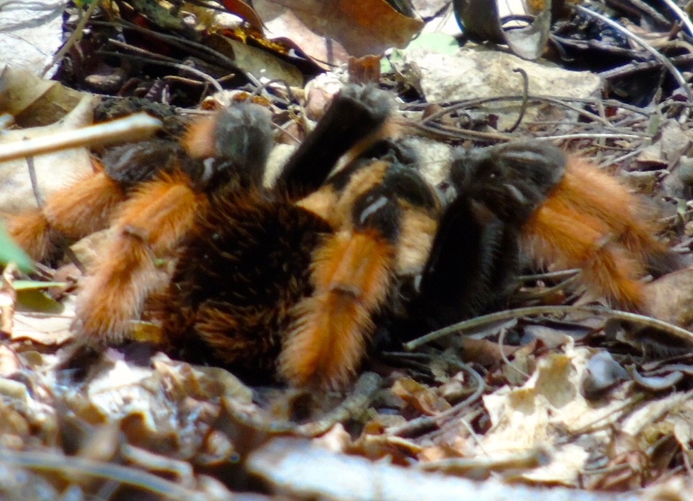 Is Mexican Red Leg Tarantula a Good Beginner Tarantula? — Brachypelma emilia