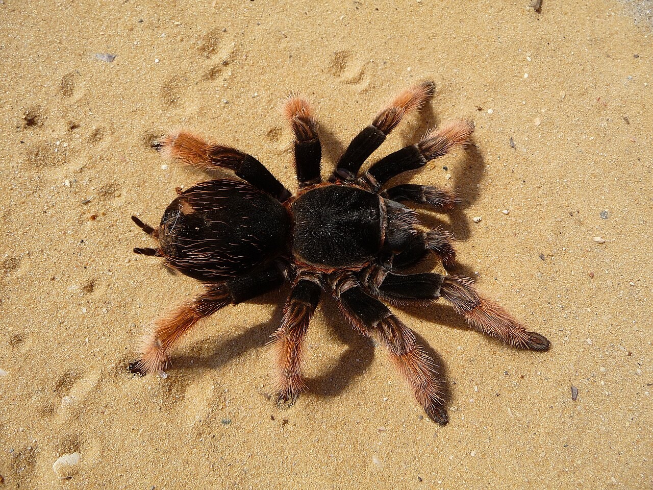 Brachypelma klaasi