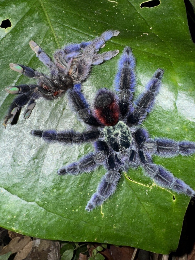Caribena versicolor