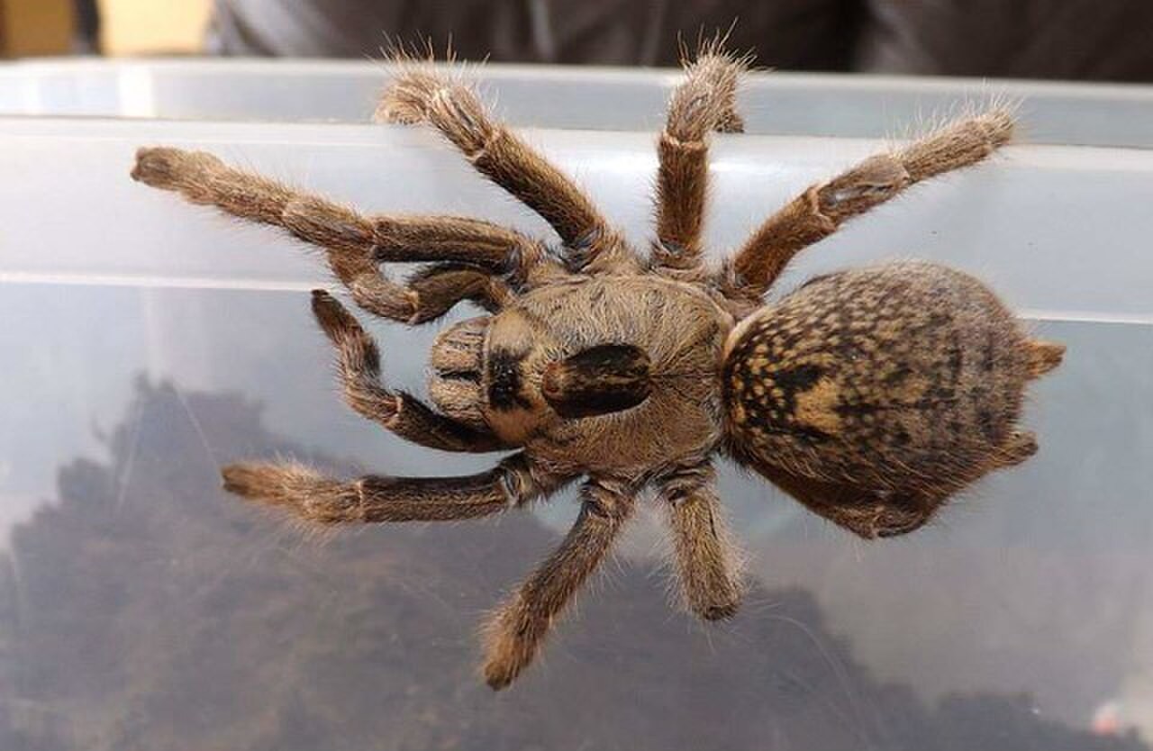 Is Rhino Horned Baboon a Good Beginner Tarantula? — Ceratogyrus brachycephalus