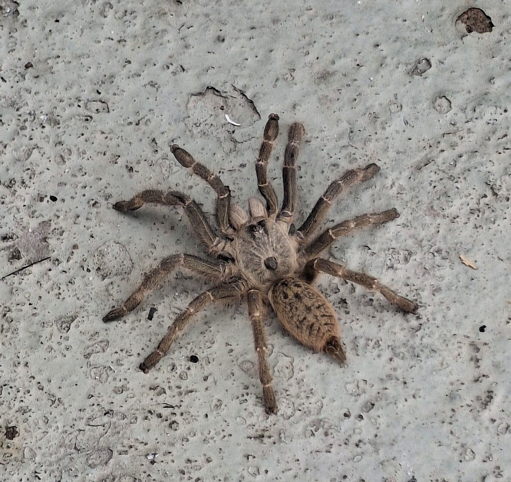 Ceratogyrus darlingi