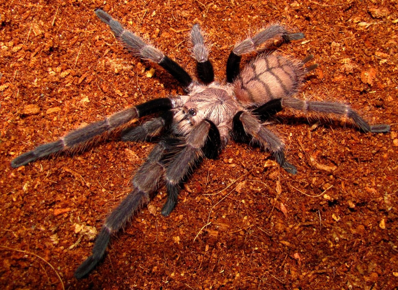 Is Indian Violet Tarantula a Good Beginner Tarantula? — Chilobrachys fimbriatus