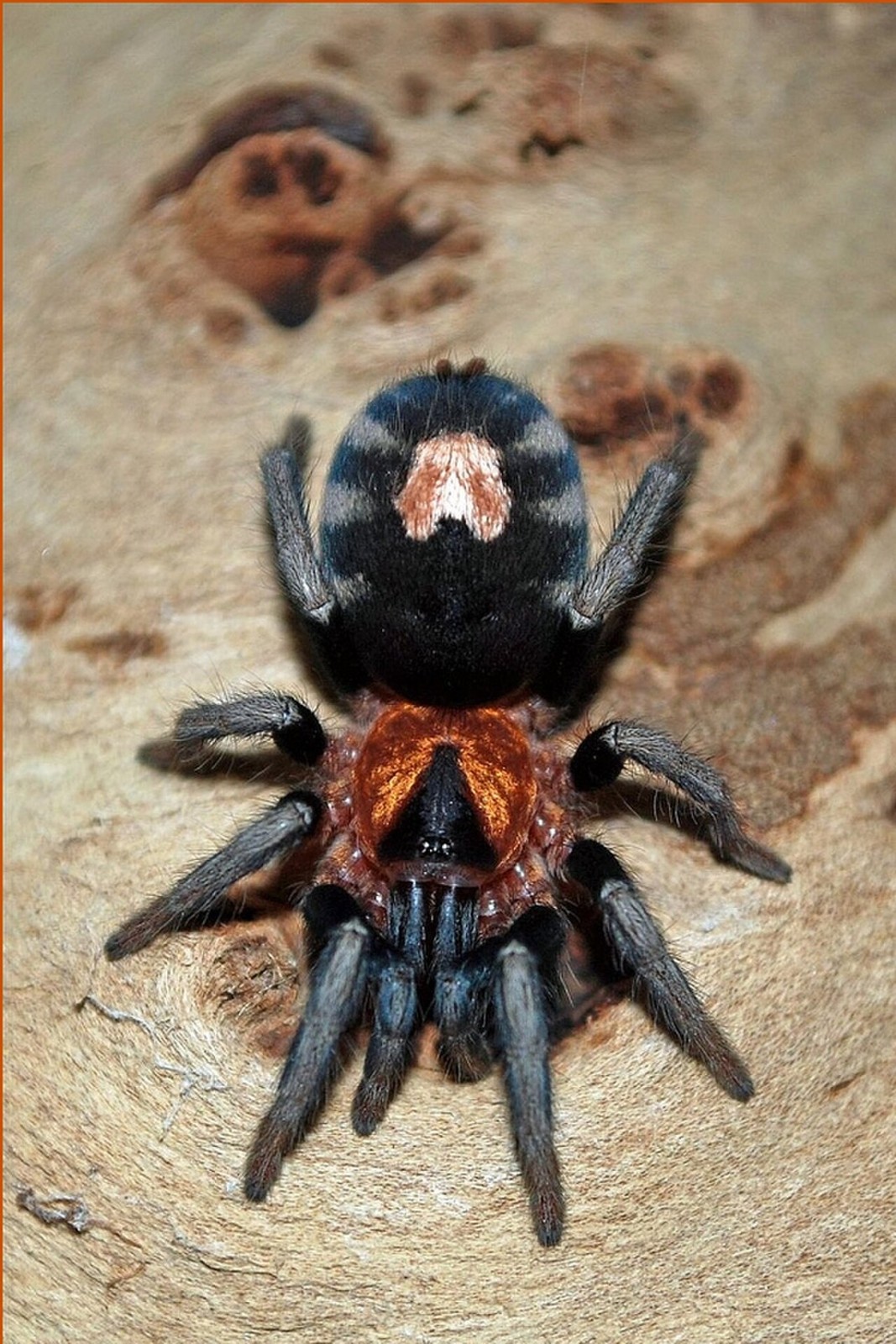 Cyriocosmus elegans