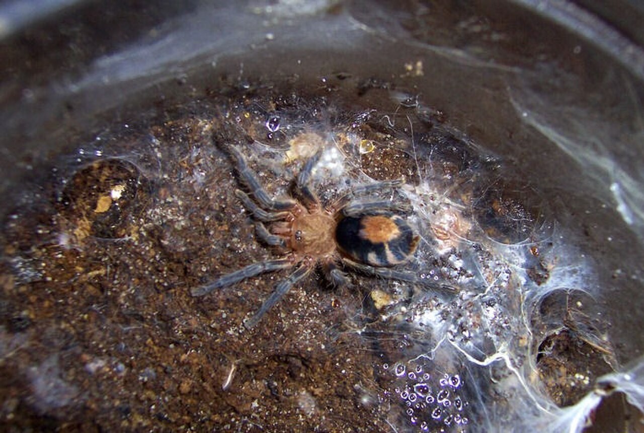 Is Bolivian Dwarf Beauty a Good Beginner Tarantula? — Cyriocosmus perezmilesi