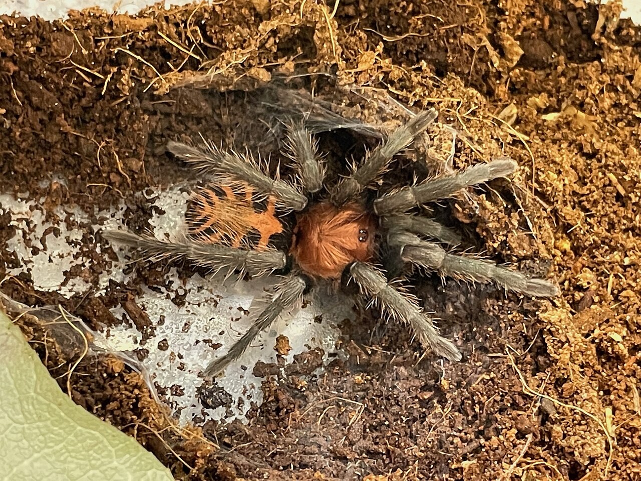 Is Guatemalan Tiger Rump a Good Beginner Tarantula? — Davus pentaloris