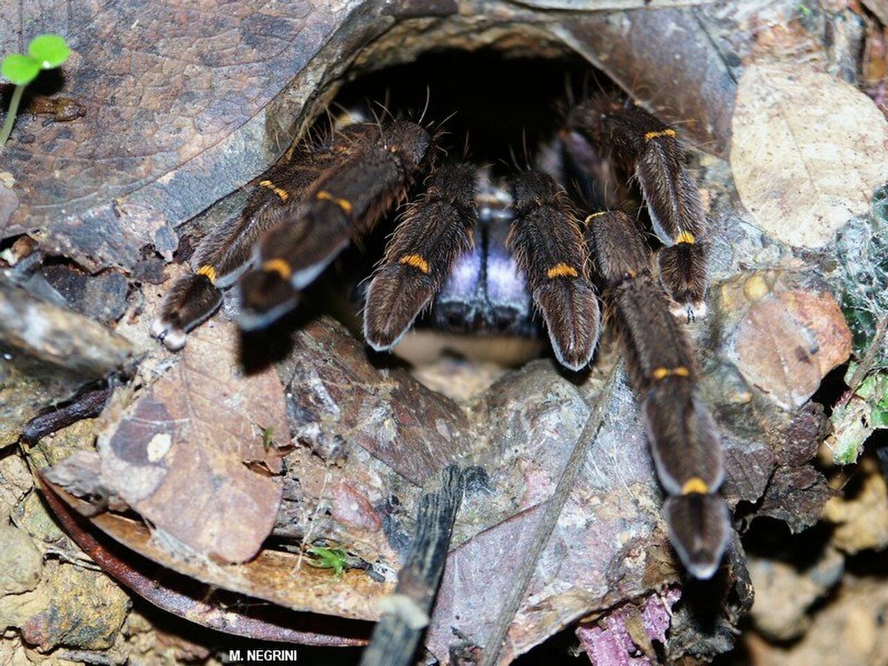 Ephebopus cyanognathus