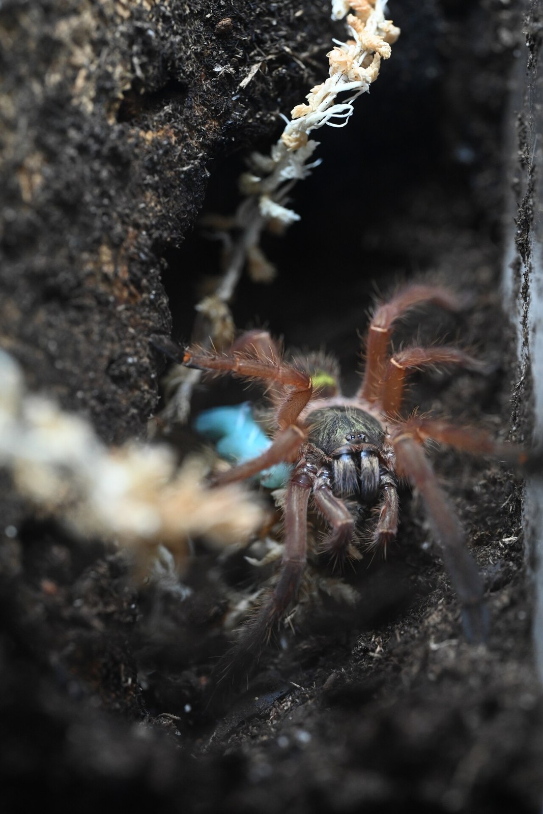 Ephebopus uatuman