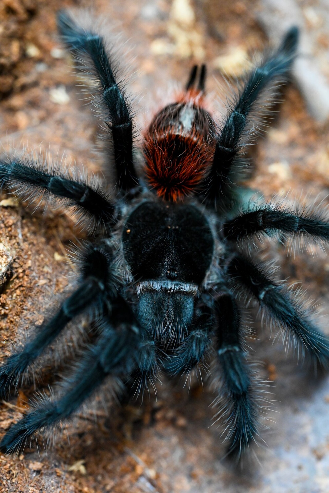 Is Entre Rios Tarantula a Good Beginner Tarantula? — Grammostola iheringi