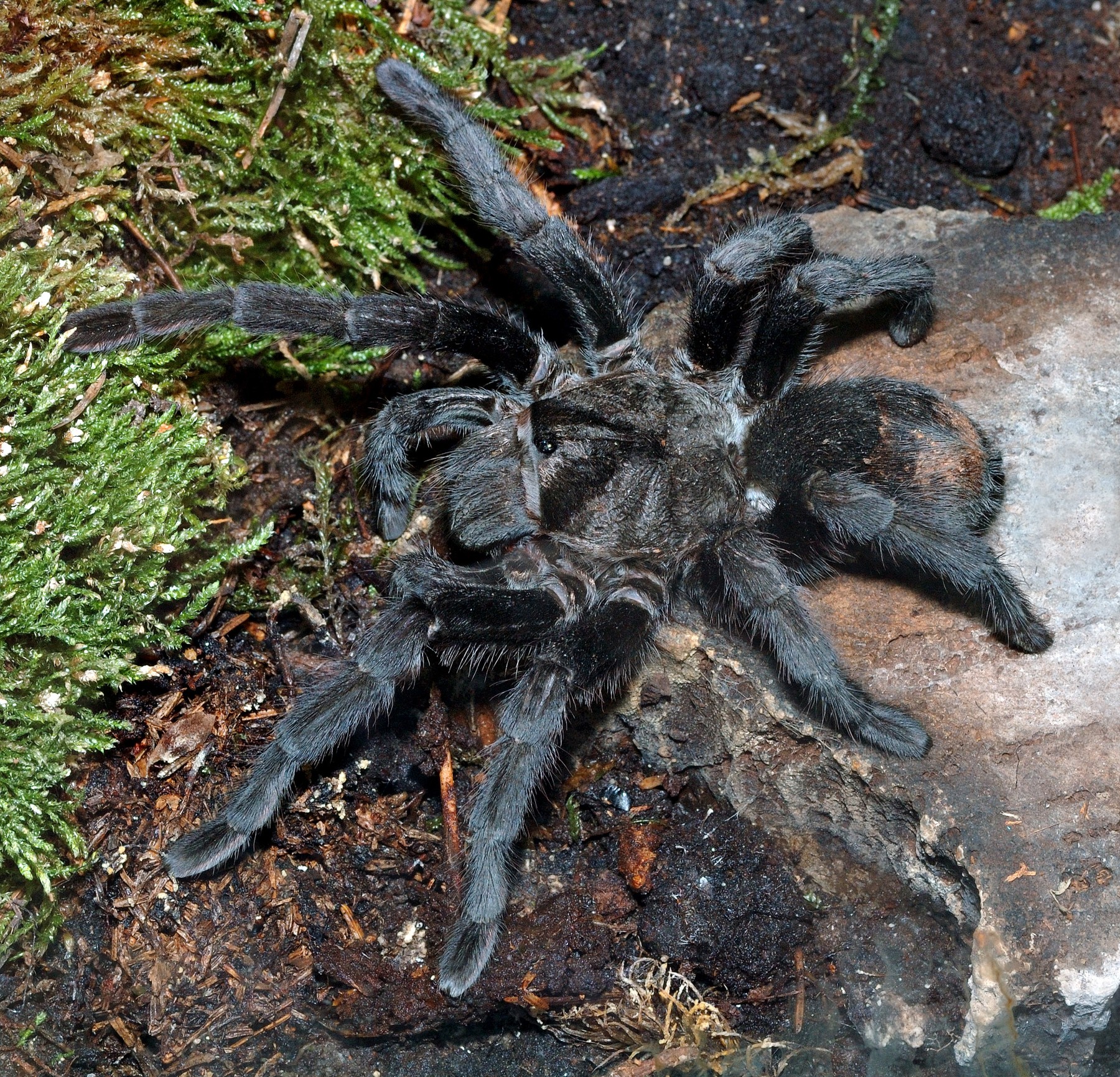 Best Beginner Arboreal Tarantulas