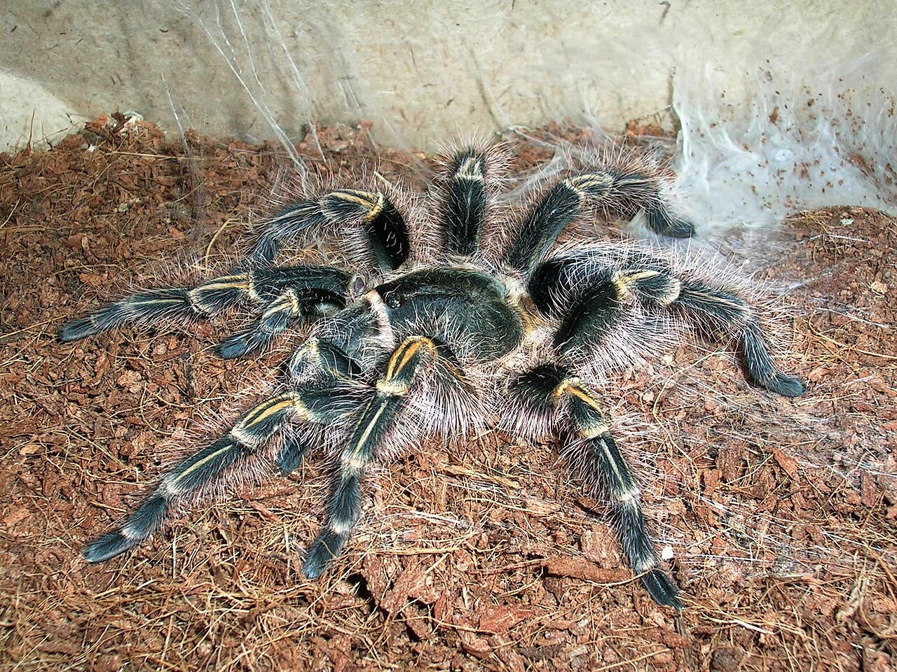 Do Tarantulas Recognise Their Owners?
