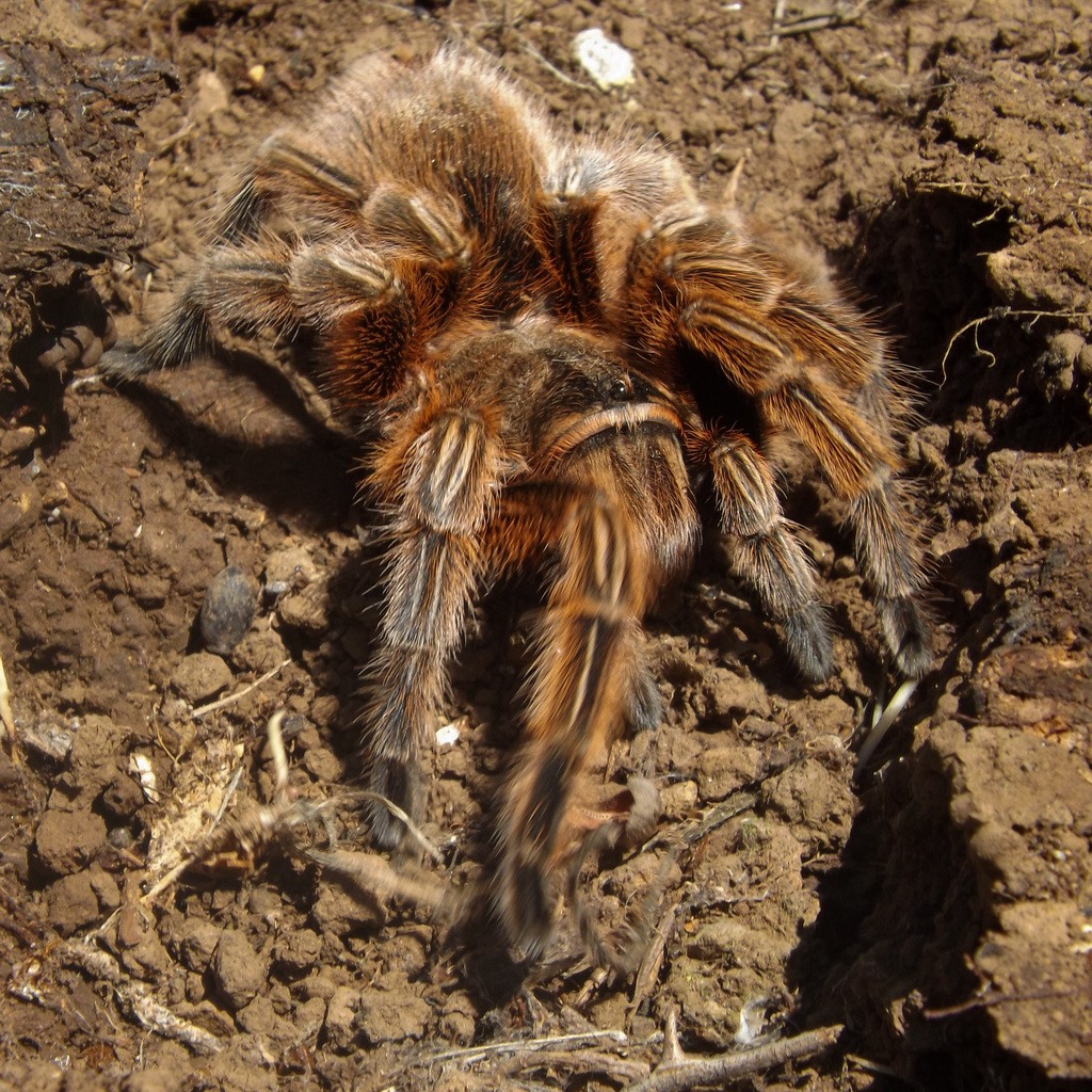 Is Chilean Rose Tarantula a Good Beginner Tarantula? — Grammostola rosea
