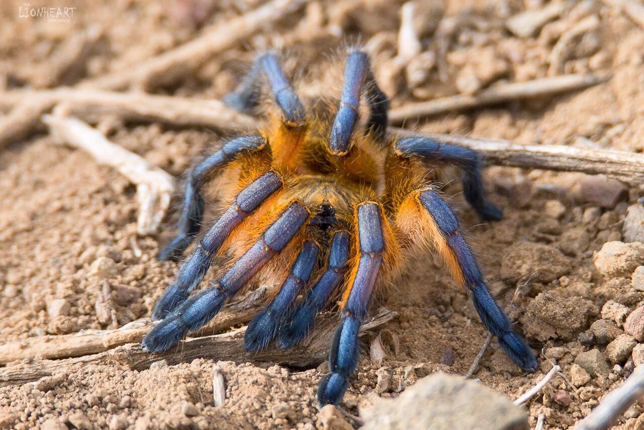 Is Golden Blue Leg Baboon a Good Beginner Tarantula? — Harpactira pulchripes