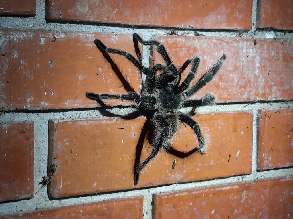 Is Bahia Scarlet a Good Beginner Tarantula? — Lasiodora klugi