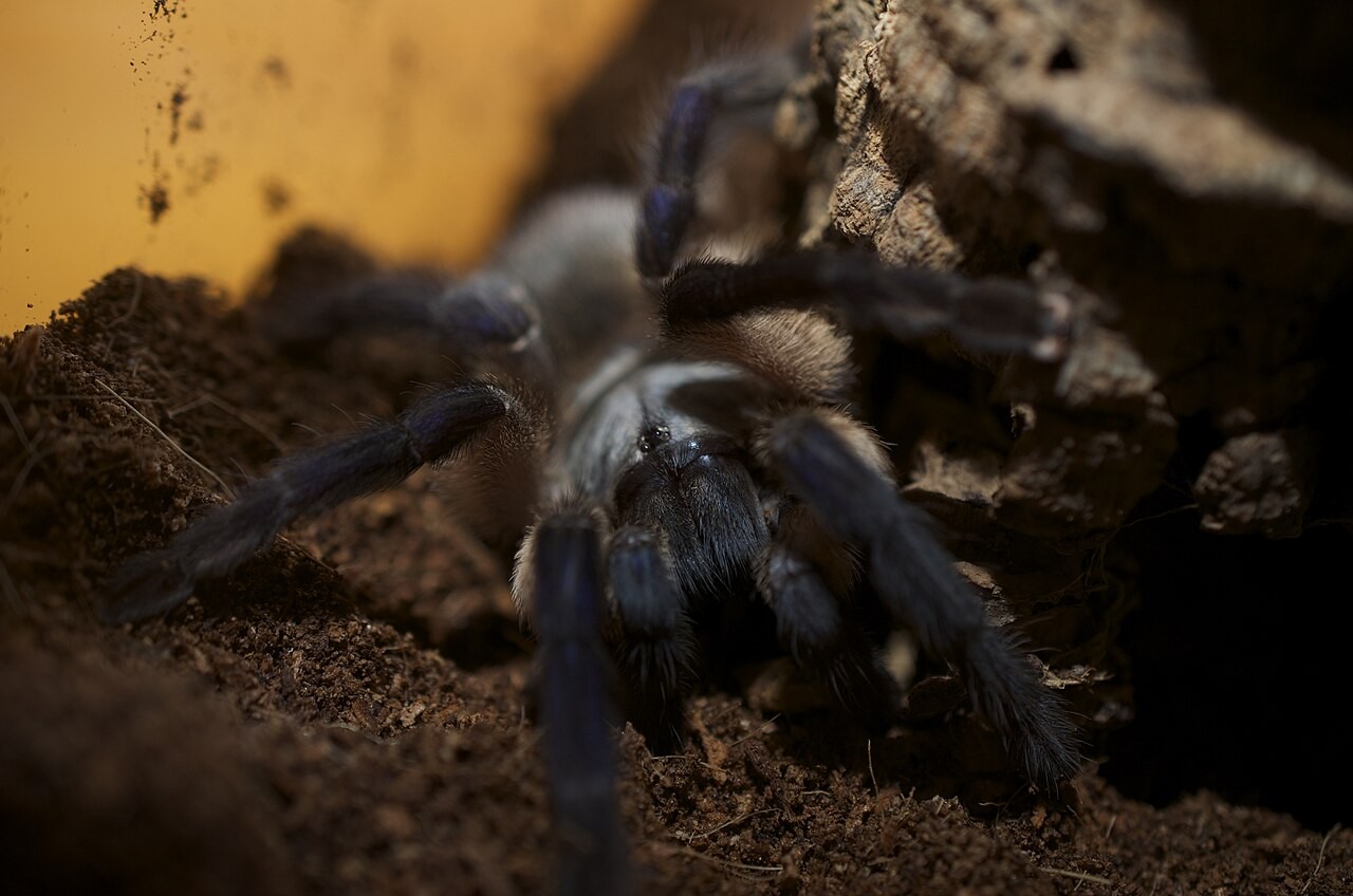 Monocentropus balfouri