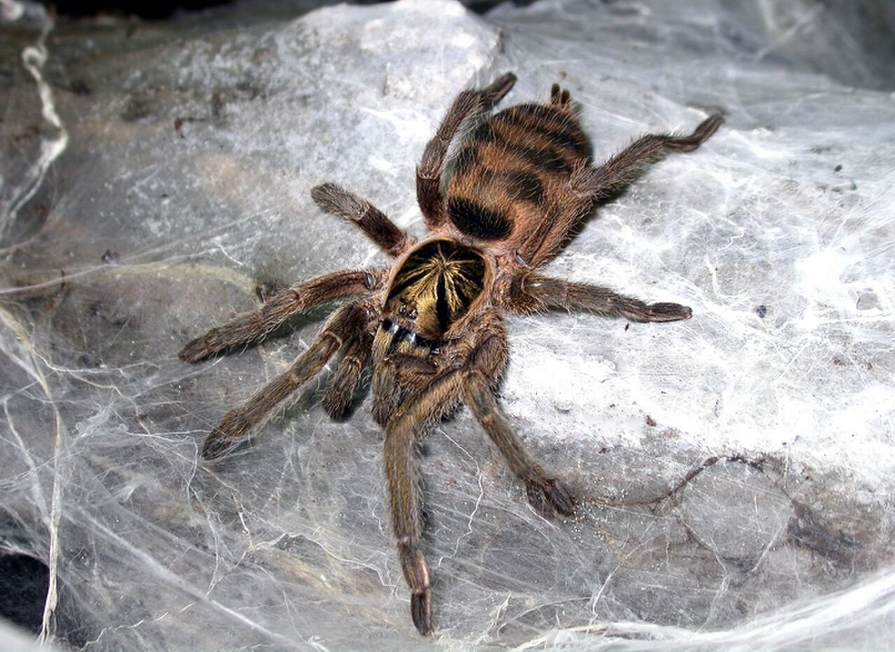 Is Trinidad Olive Tarantula a Good Beginner Tarantula? — Neoholothele incei