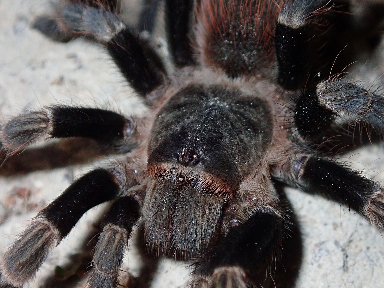 Is Brazilian Red Tarantula a Good Beginner Tarantula? — Nhandu cerradensis