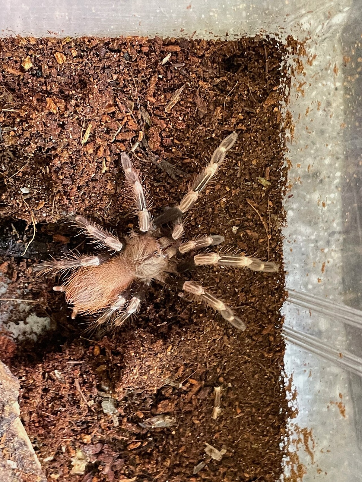 Is Brazilian Red and White Tarantula a Good Beginner Tarantula? — Nhandu chromatus