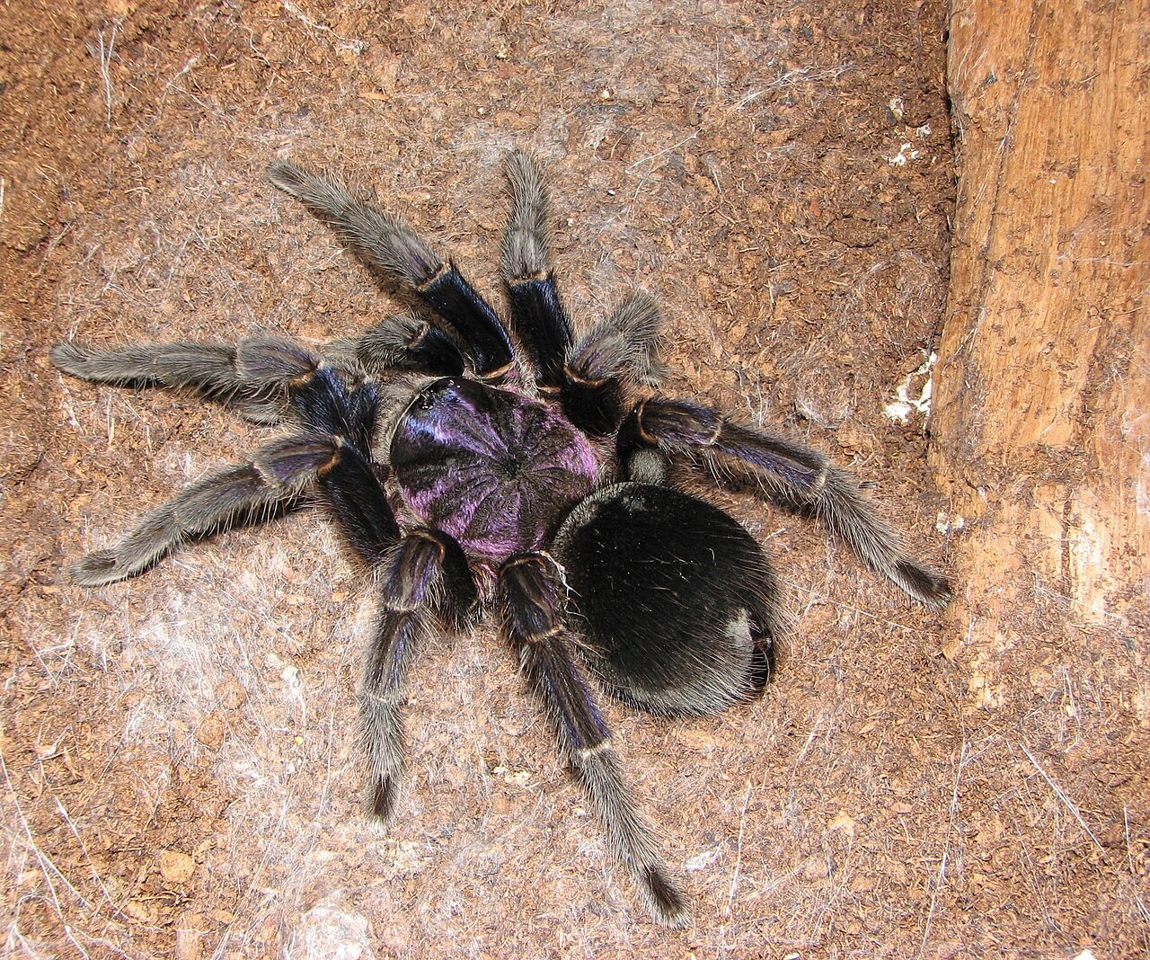 Is Hispaniolan Giant Tarantula a Good Beginner Tarantula? — Phormictopus cancerides