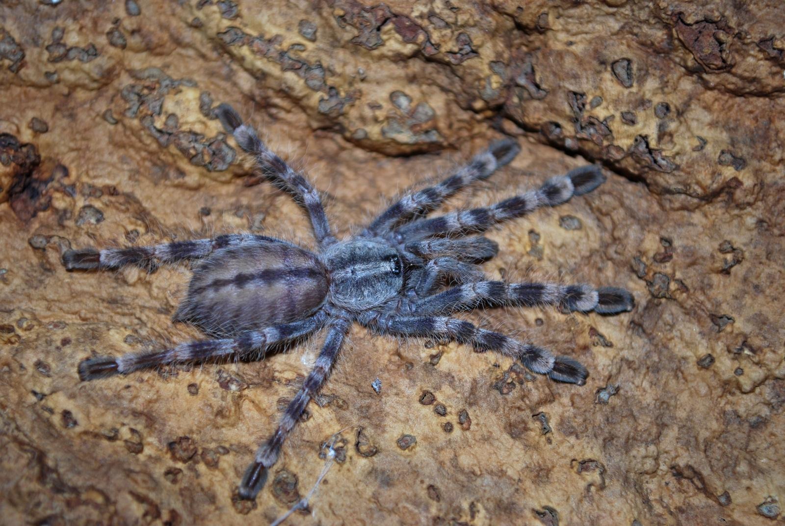 Is Salem Ornamental a Good Beginner Tarantula? — Poecilotheria formosa