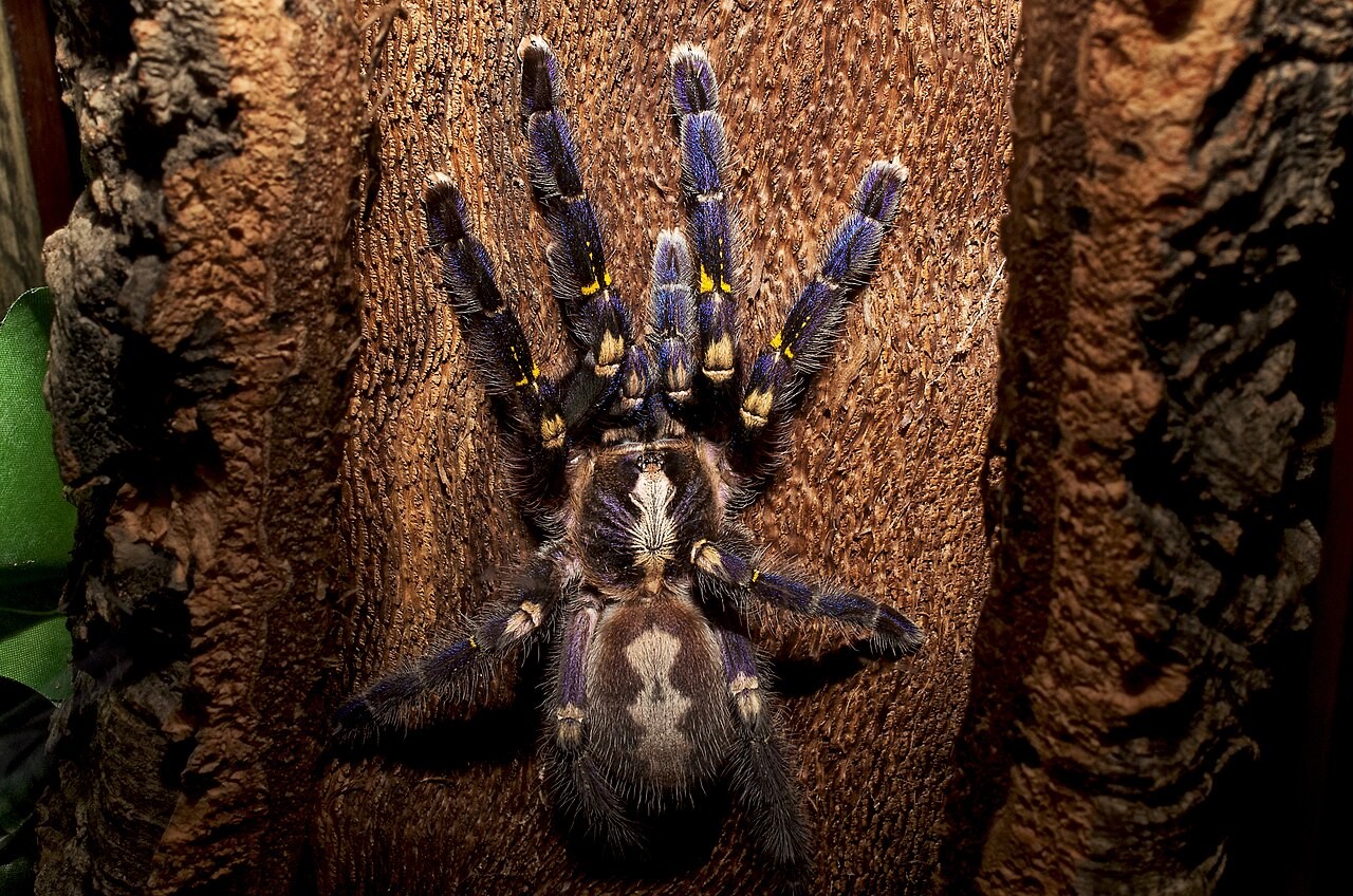 Poecilotheria metallica