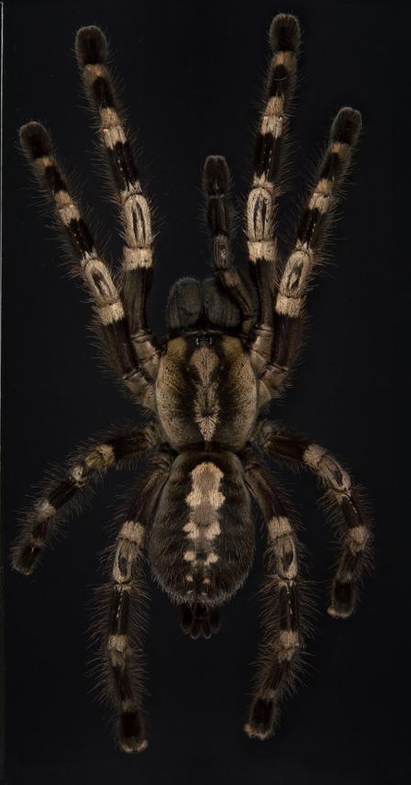 Is Bengal Ornamental a Good Beginner Tarantula? — Poecilotheria miranda
