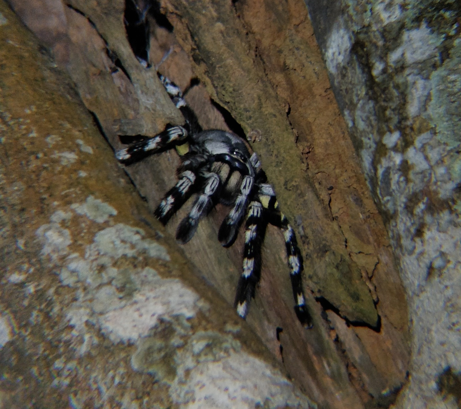 Is Indian Ornamental a Good Beginner Tarantula? — Poecilotheria regalis