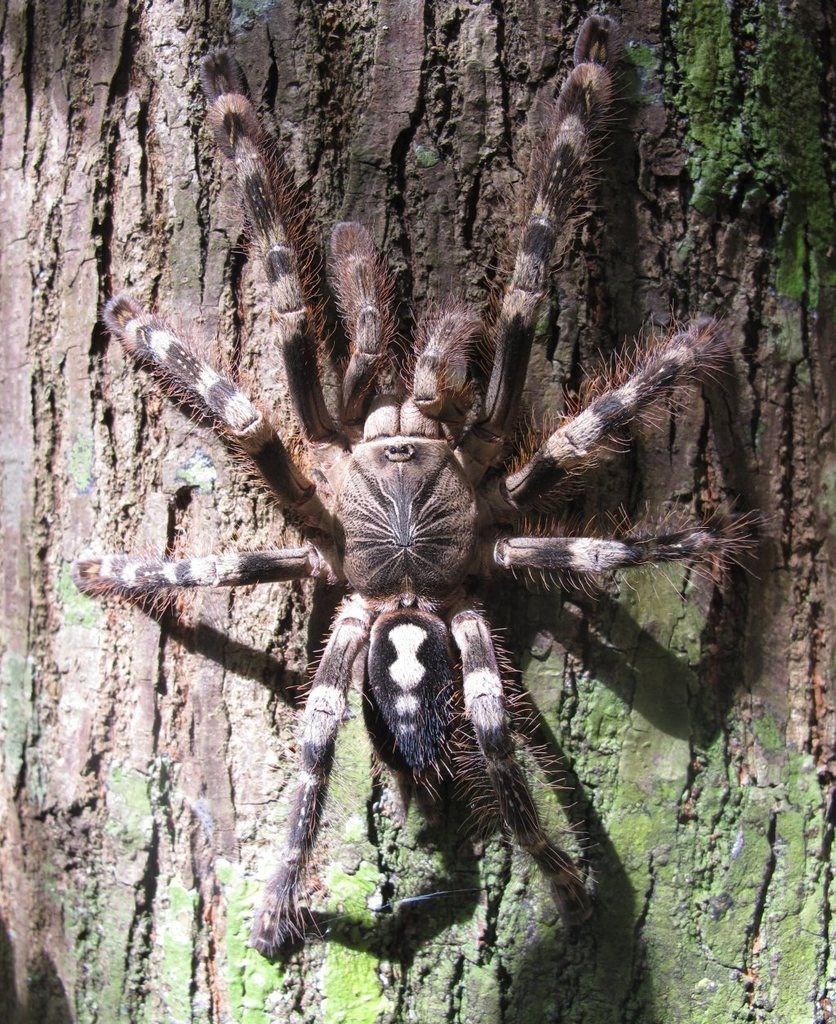 Is Ivory Ornamental a Good Beginner Tarantula? — Poecilotheria subfusca