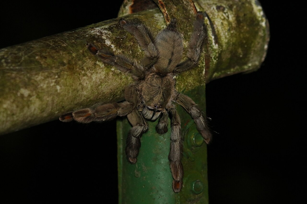 Psalmopoeus cambridgei