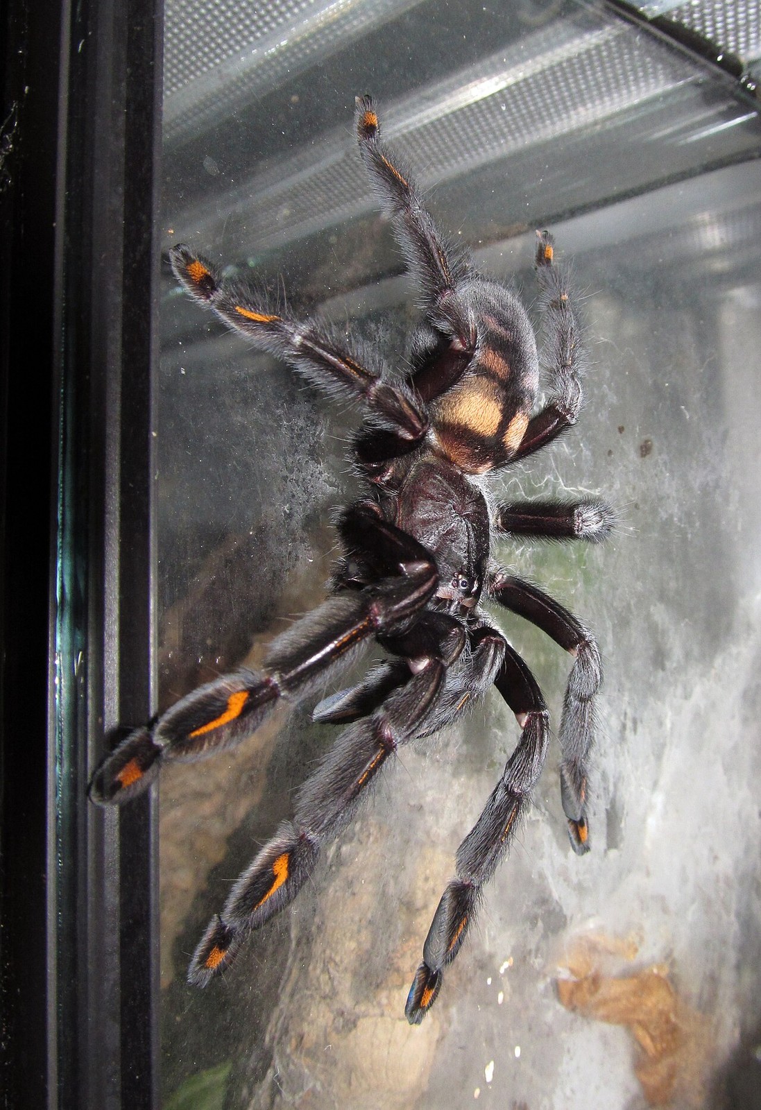 Psalmopoeus irminia