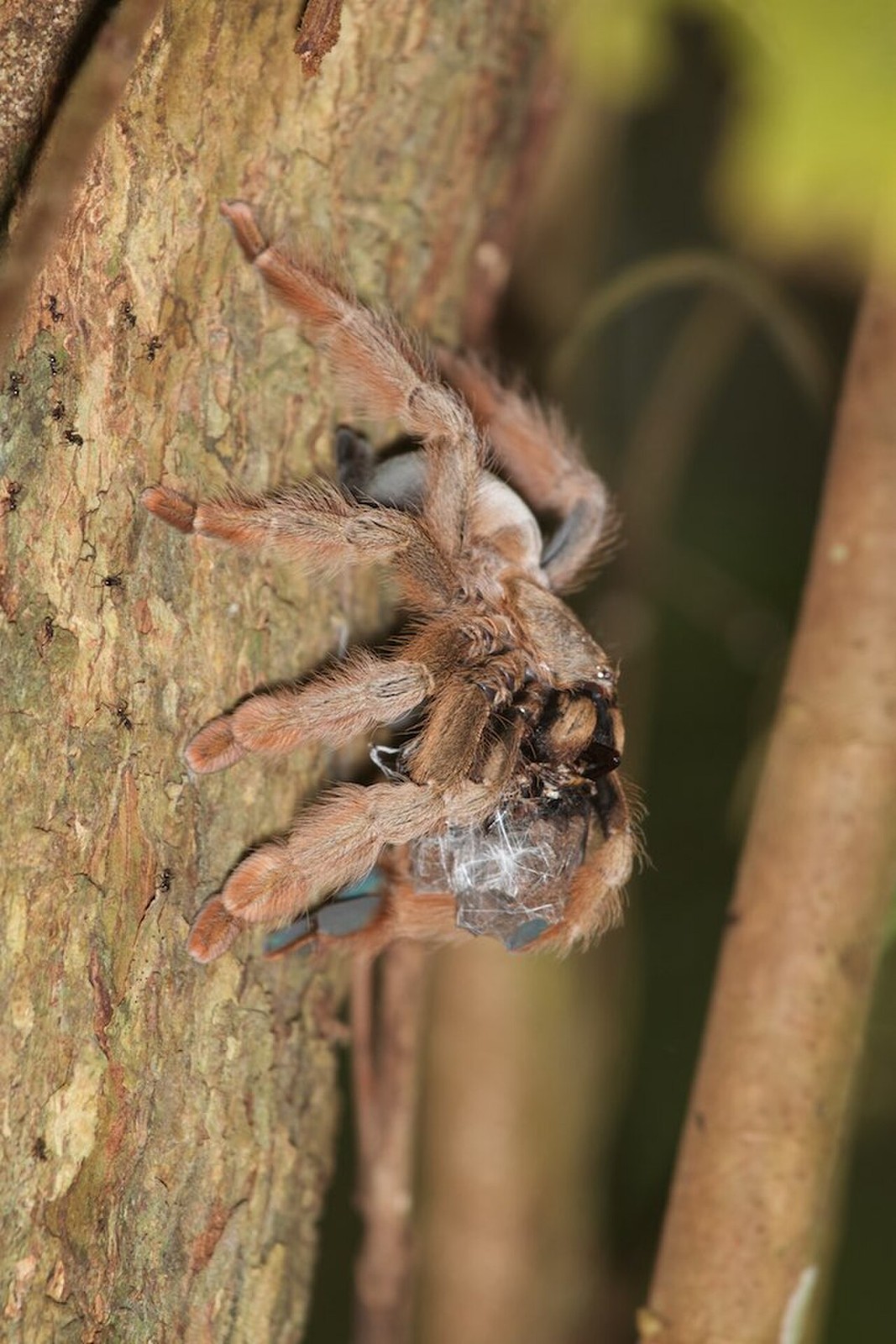 Is Panama Blonde a Good Beginner Tarantula? — Psalmopoeus pulcher