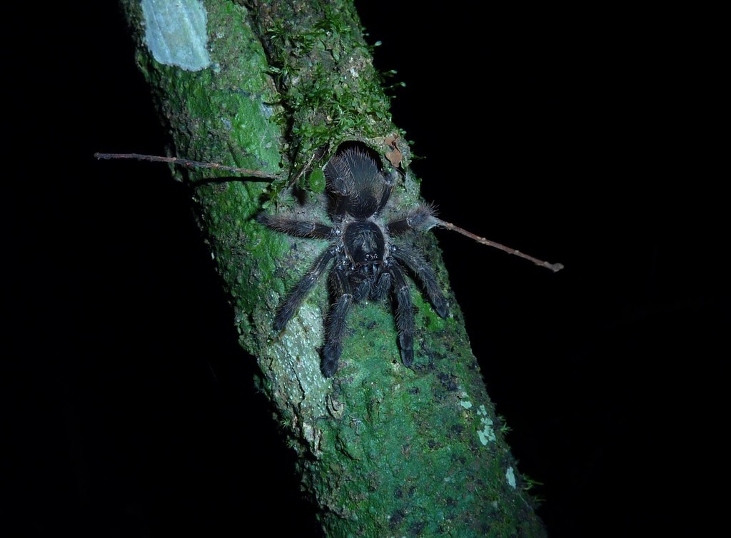 Psalmopoeus reduncus