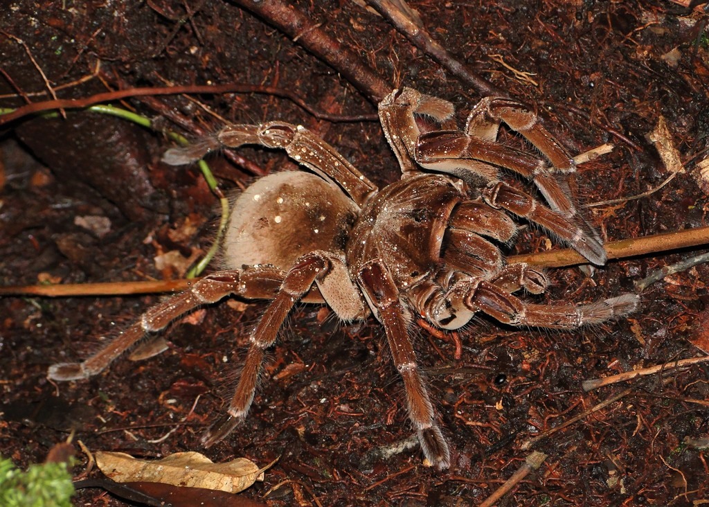 Is Burgundy Goliath Birdeater a Good Beginner Tarantula? — Theraphosa stirmi