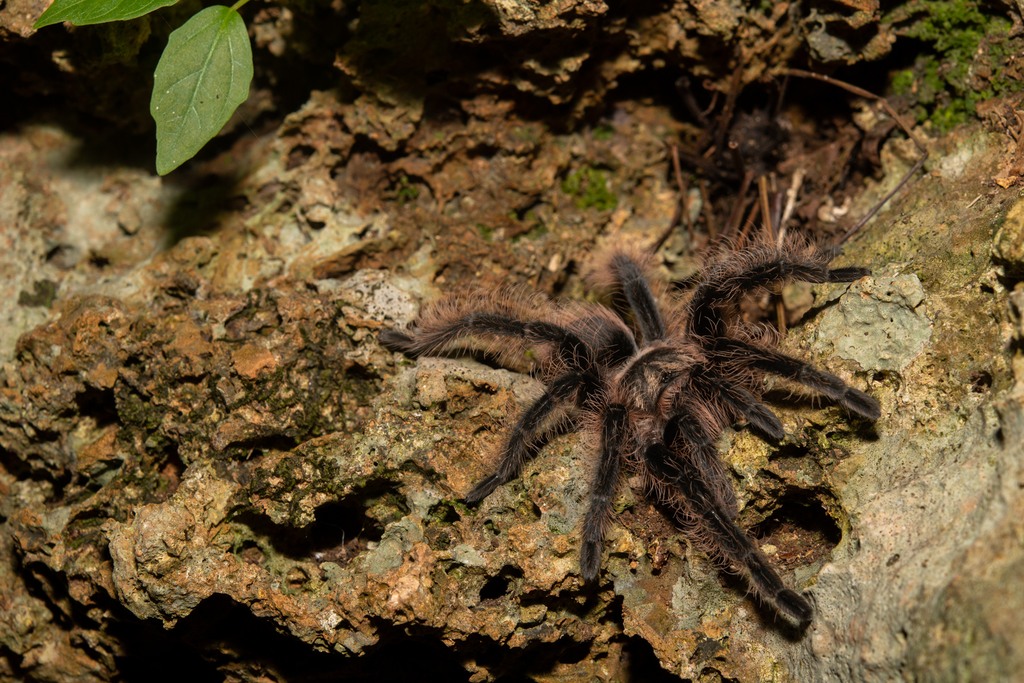 Tliltocatl albopilosus