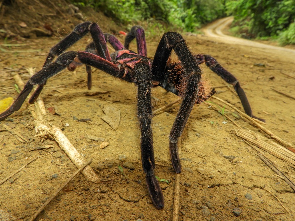 Is Colombian Lesserblack Tarantula a Good Beginner Tarantula? — Xenesthis immanis