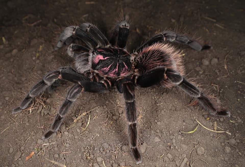 Is Venezuelan Blue Beauty a Good Beginner Tarantula? — Xenesthis intermedia